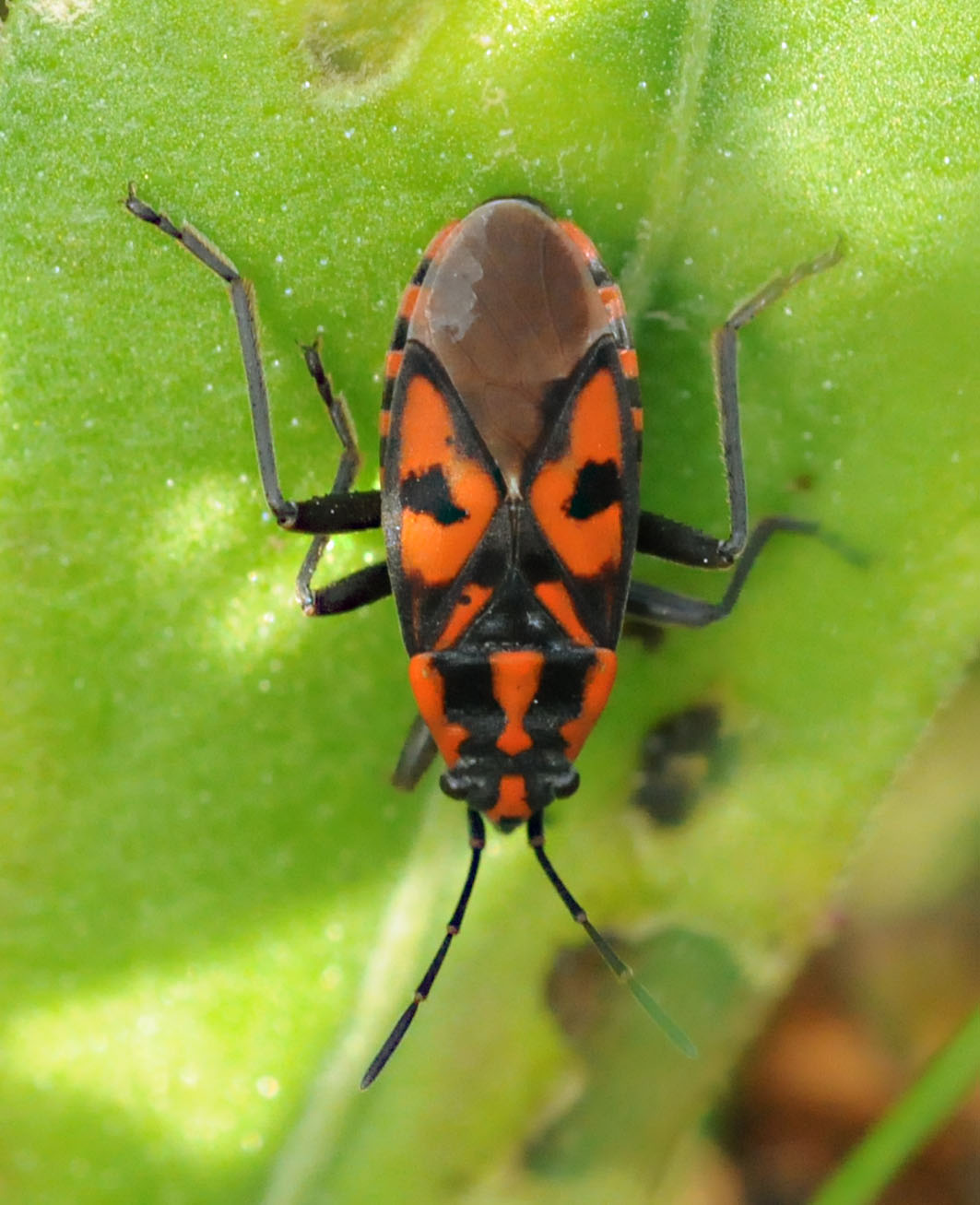 Lygaeidae: Spilostethus saxatilis del Piemonte (CN)