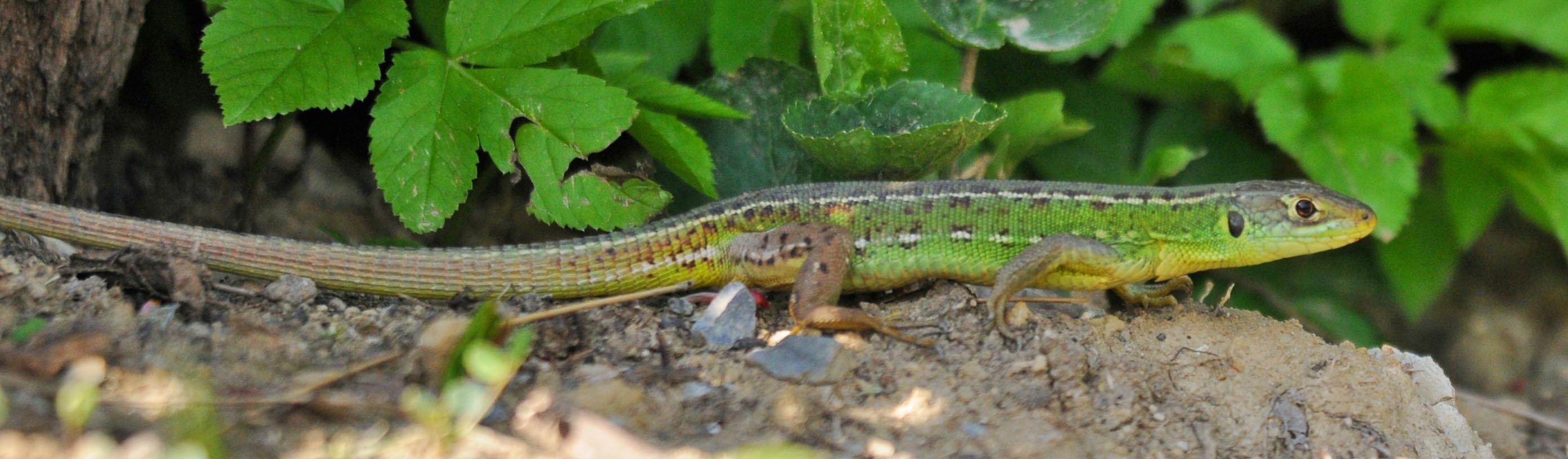 Lacerta bilineata