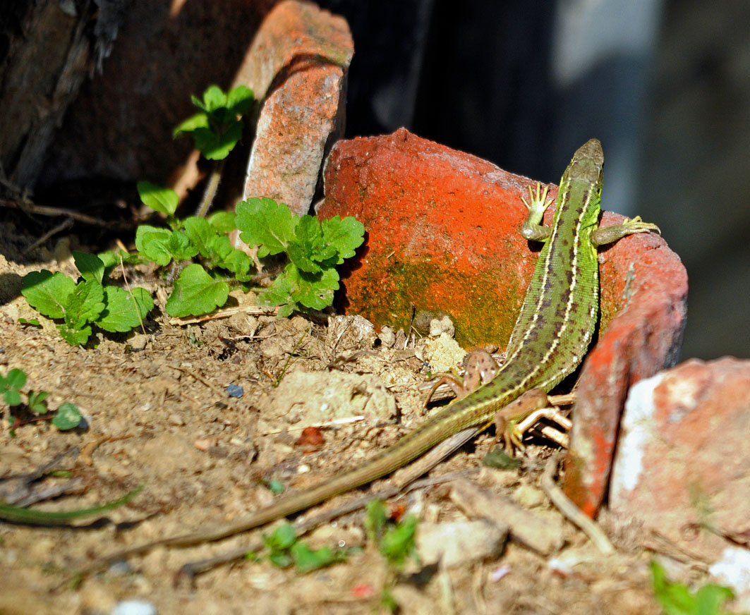 Lacerta bilineata