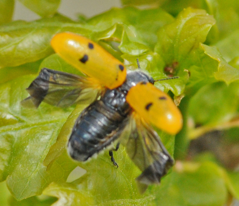 Lachnaia italica?