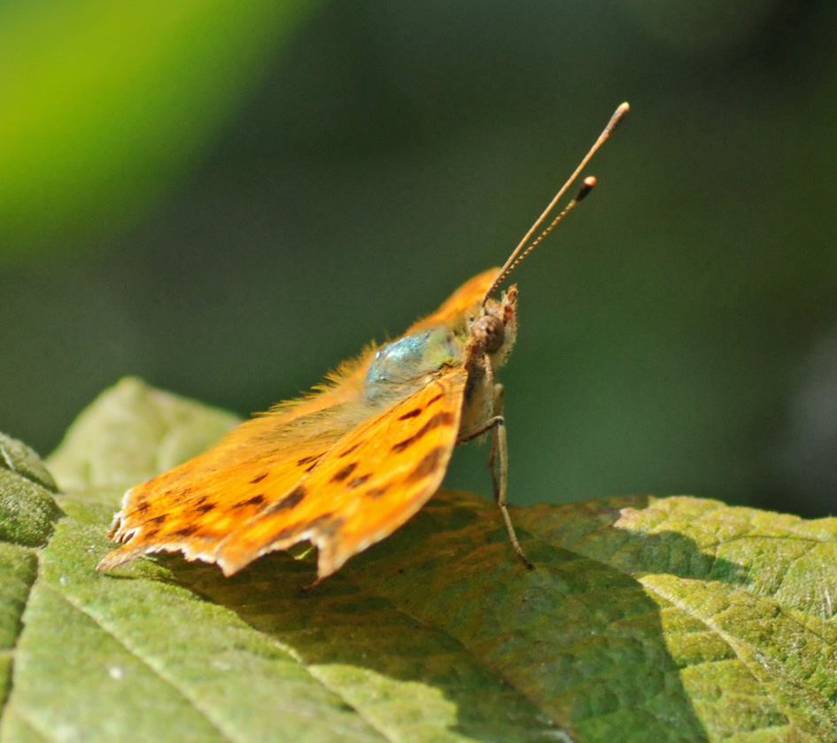 Polygonia c-album?