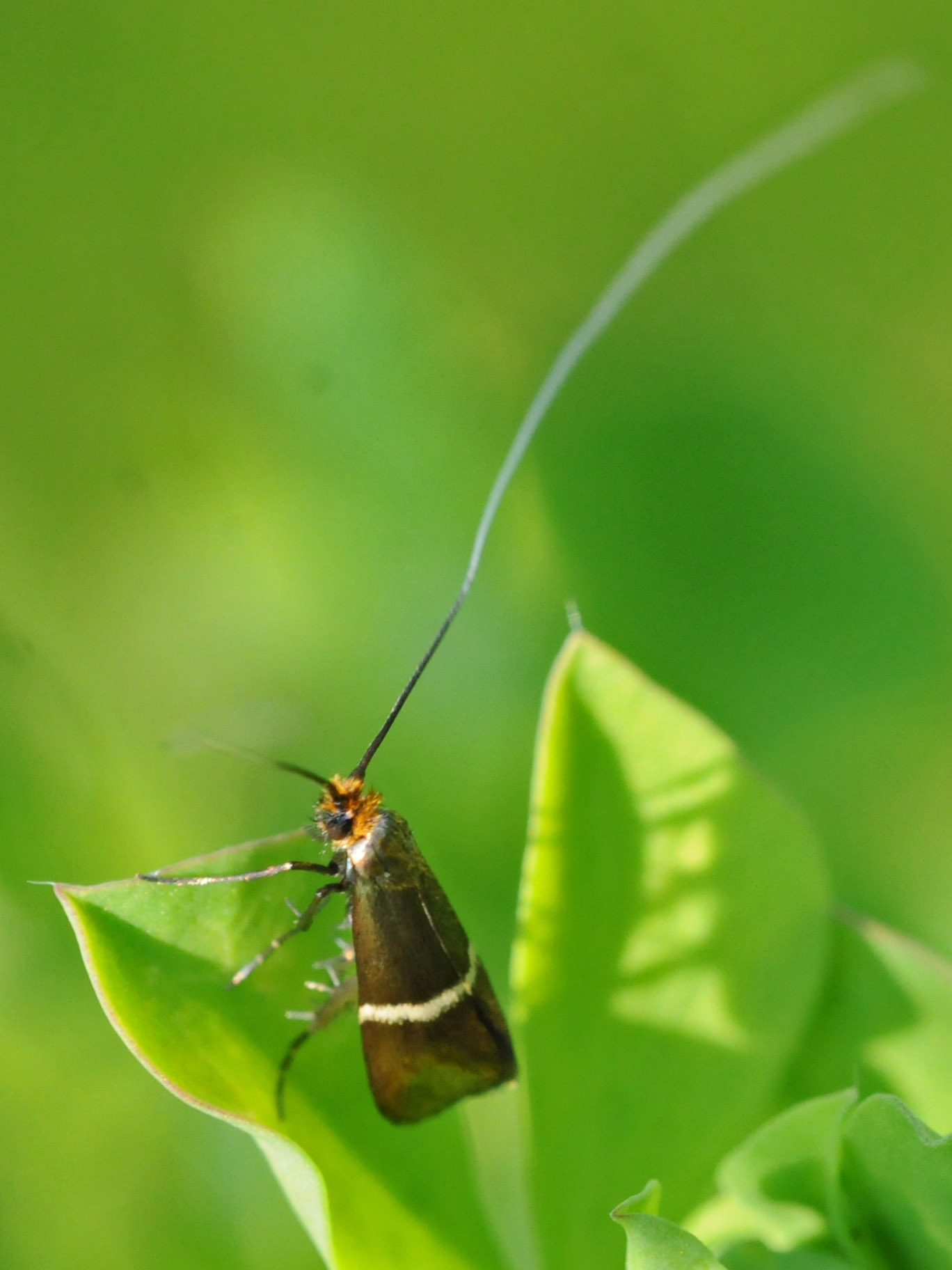 Piccola Farfalla da identificare