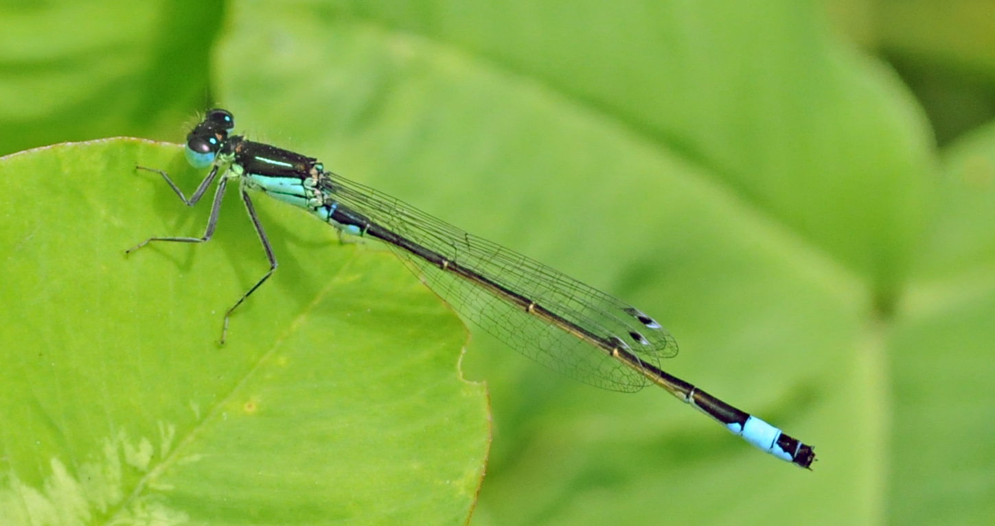 Ischnura elegans?