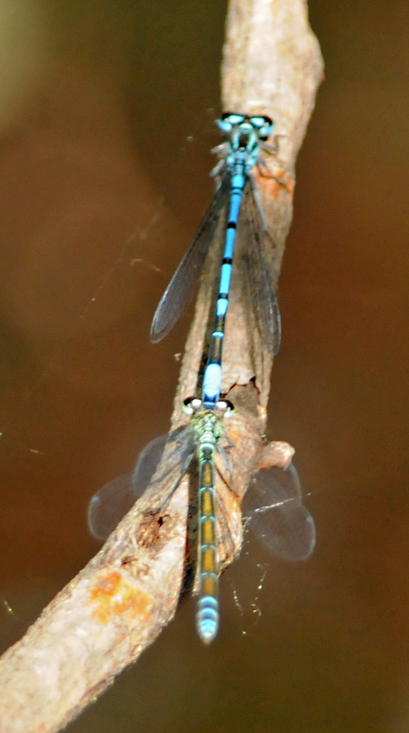 Odonata in accoppiamento da identificare