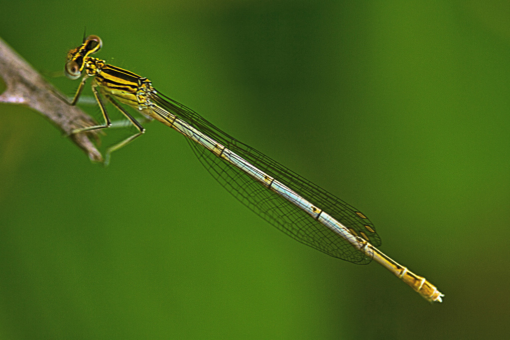 Identificazione - Platycnemis pennipes