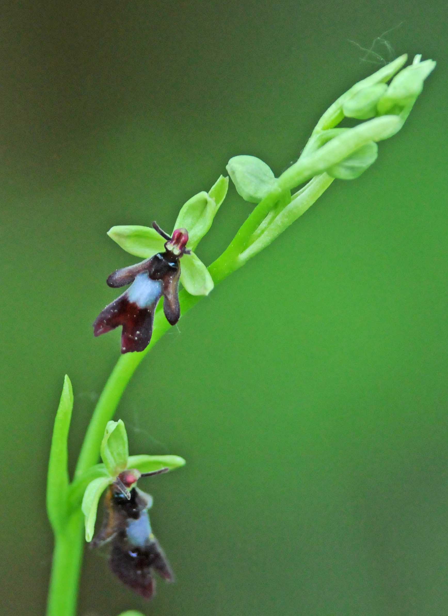 Ophrys insectifera?