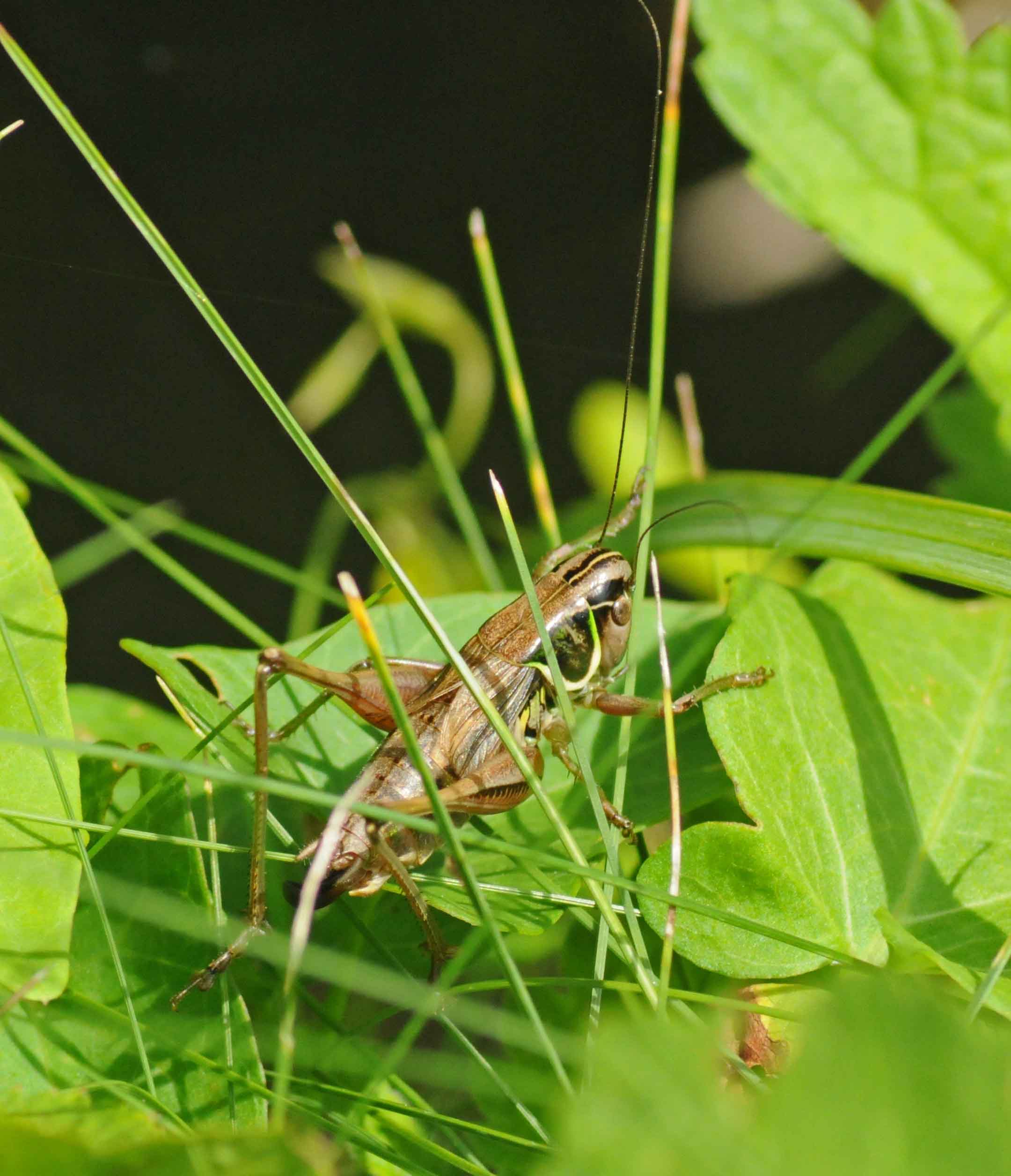 Metrioptera fedtschenkoi azami? (da confermare)