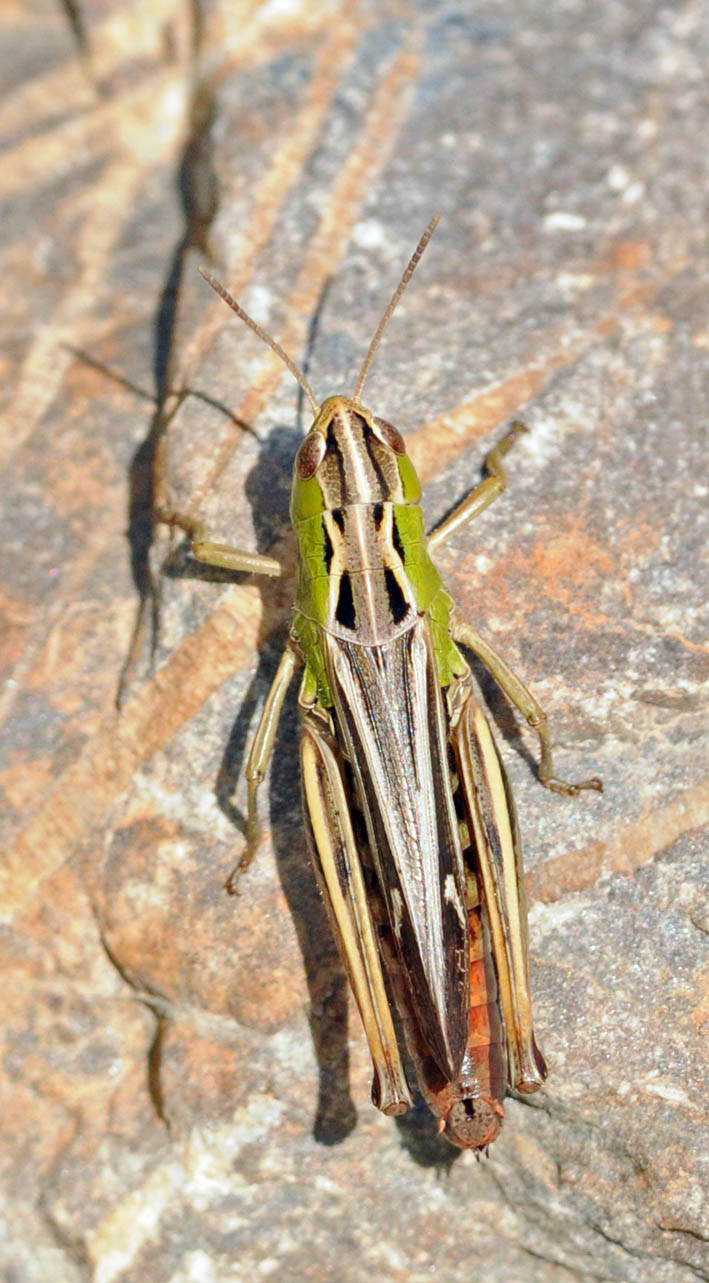 Acridiidae