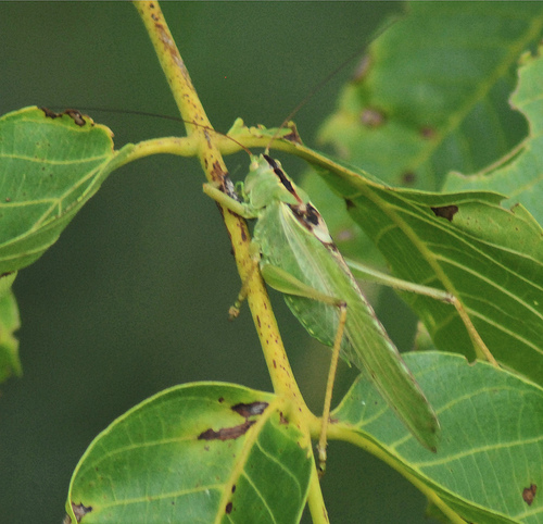 maschio di Tettigonia cfr viridissima