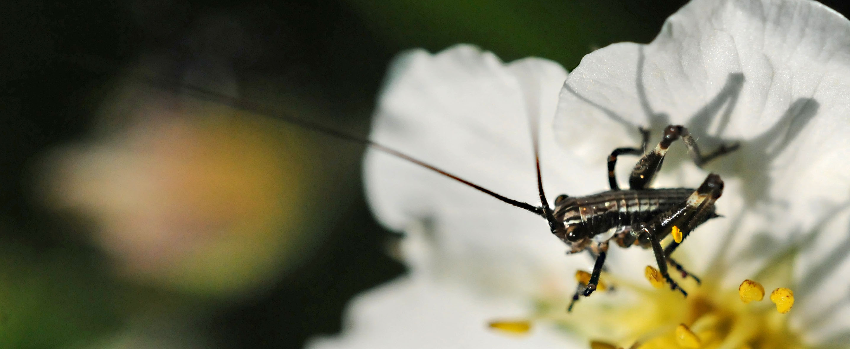 Neanide di tettigoniidae