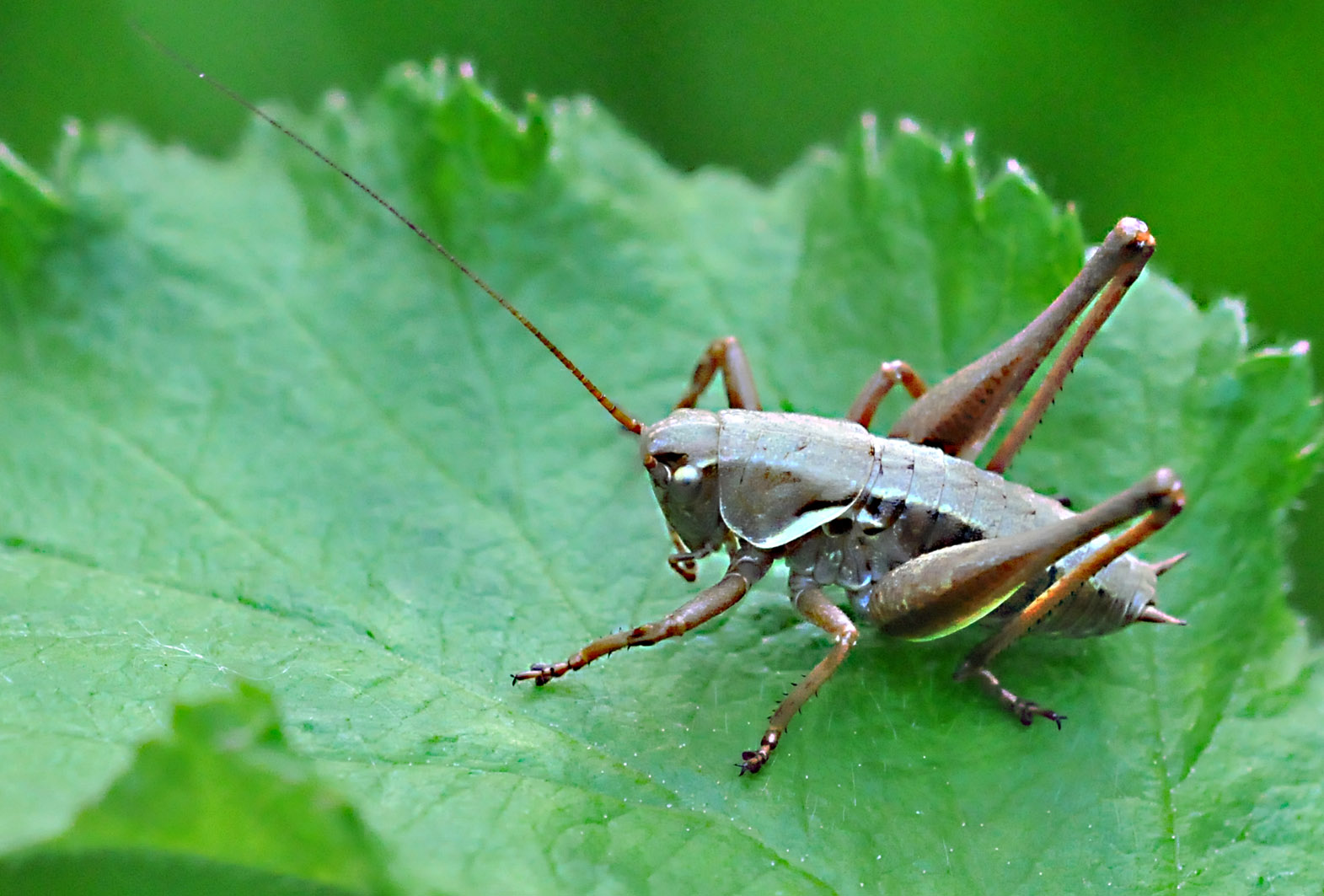 Pholidoptera aptera