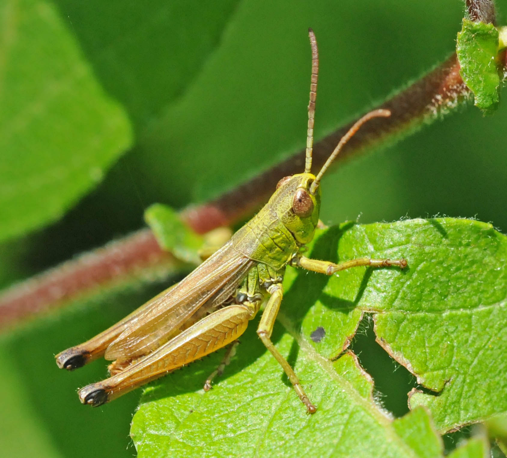 Ortottero da identificare