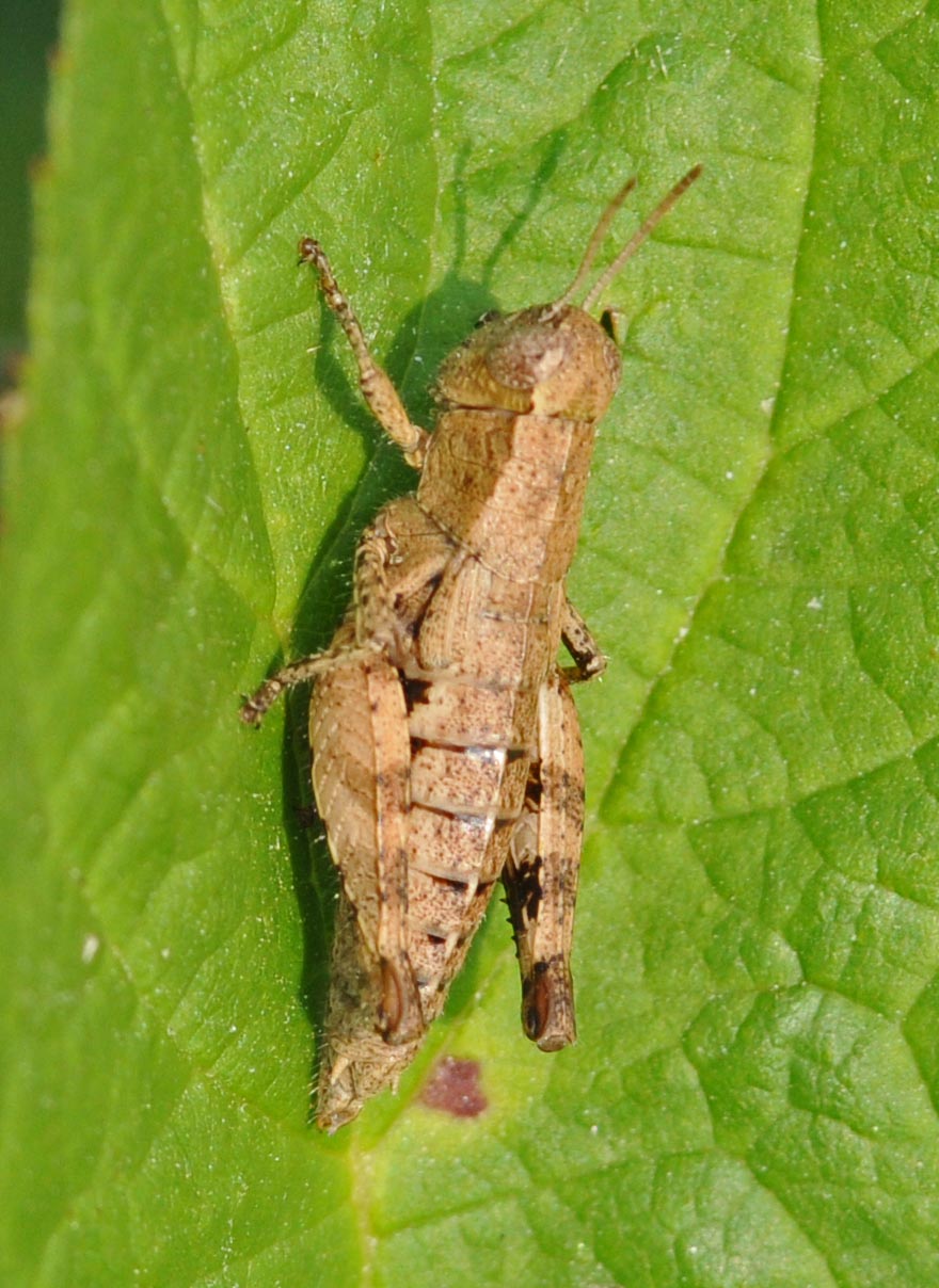 Pezotettix giornae