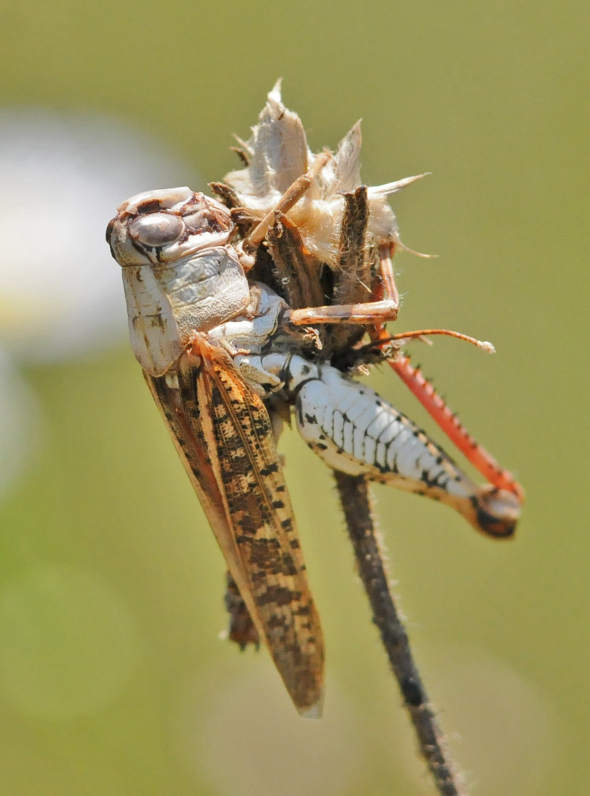 Acridiidae attaccato da funghi