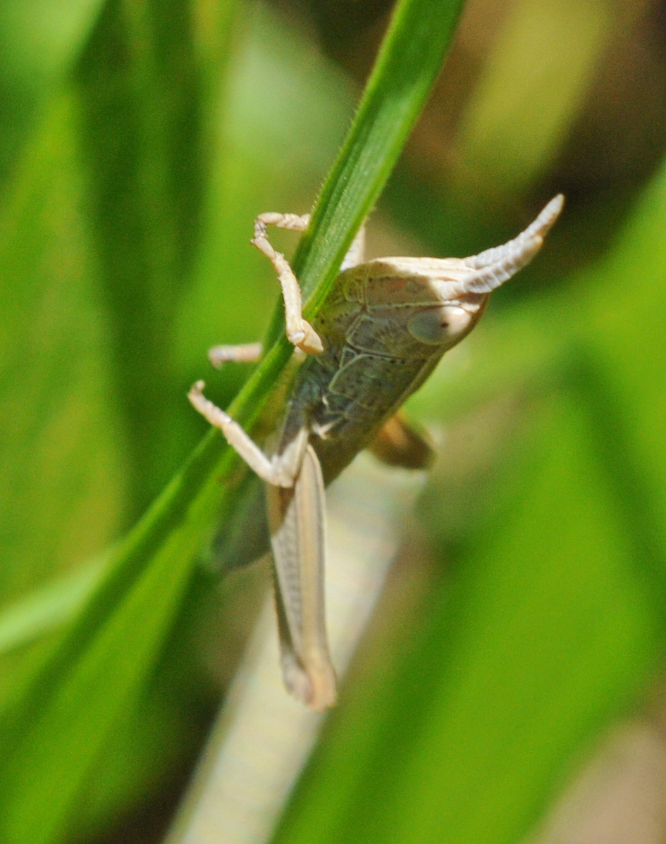 Ninfa di Acridiidae dalle antenne particolari