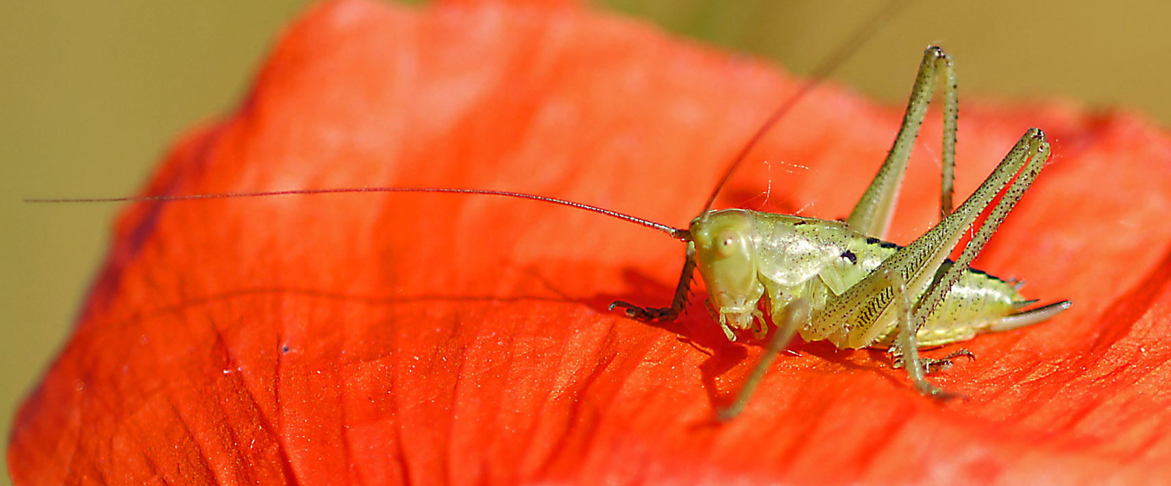 Ninfe di Tettigonia sp. e Phaneroptera sp. adulta