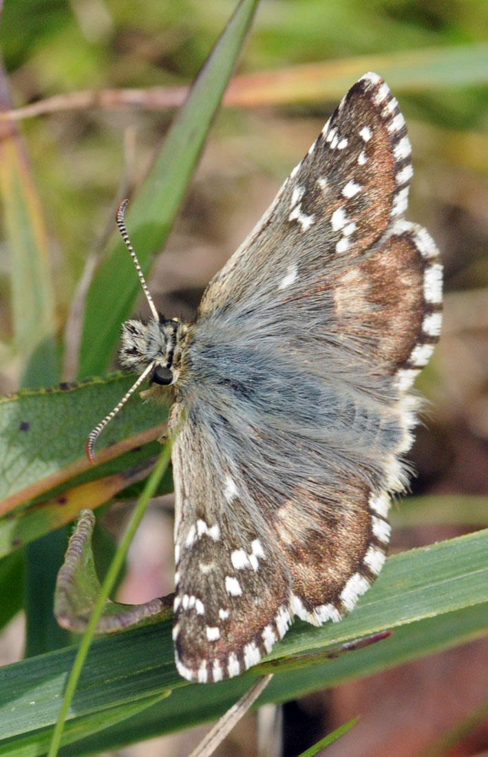 Pyrgus malvae?