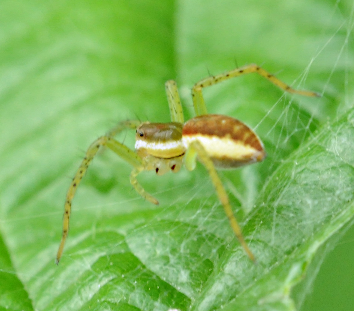 Dolomedes fimbriatus