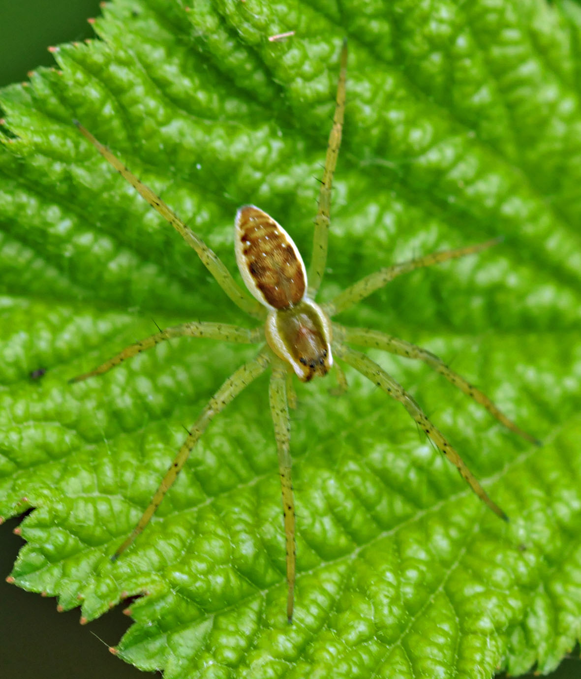 Dolomedes fimbriatus