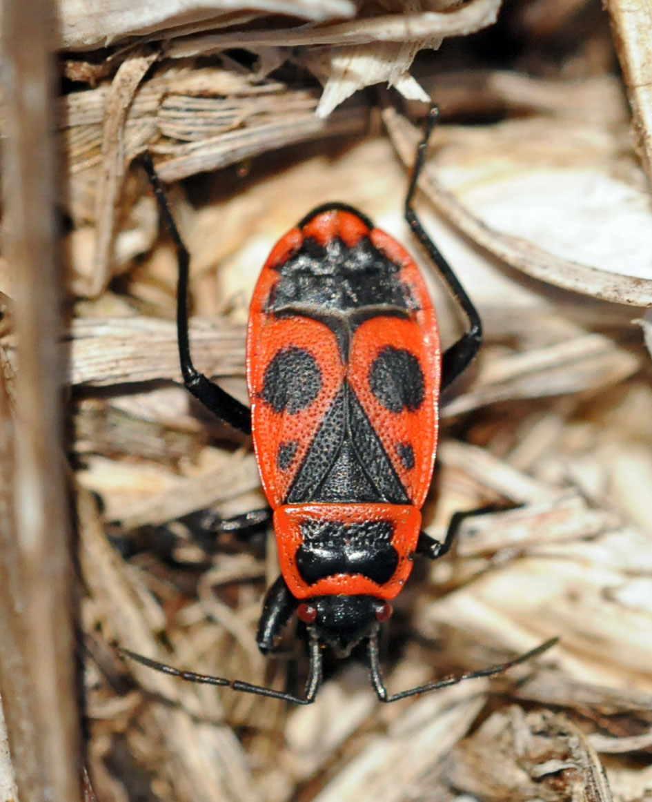 Pyrrhocoridae: Pyrrhocoris apterus del Piemonte (CN)