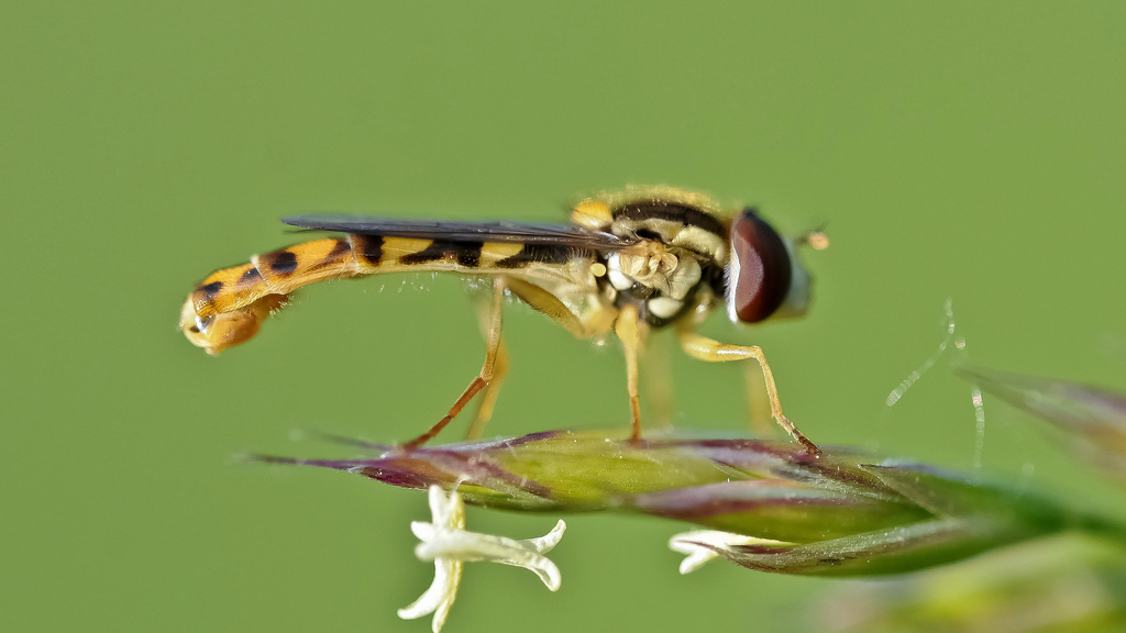 Sirphidae da identificare