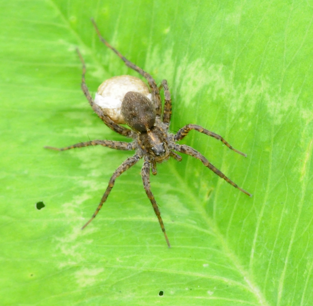 Pardosa sp con ovisacco