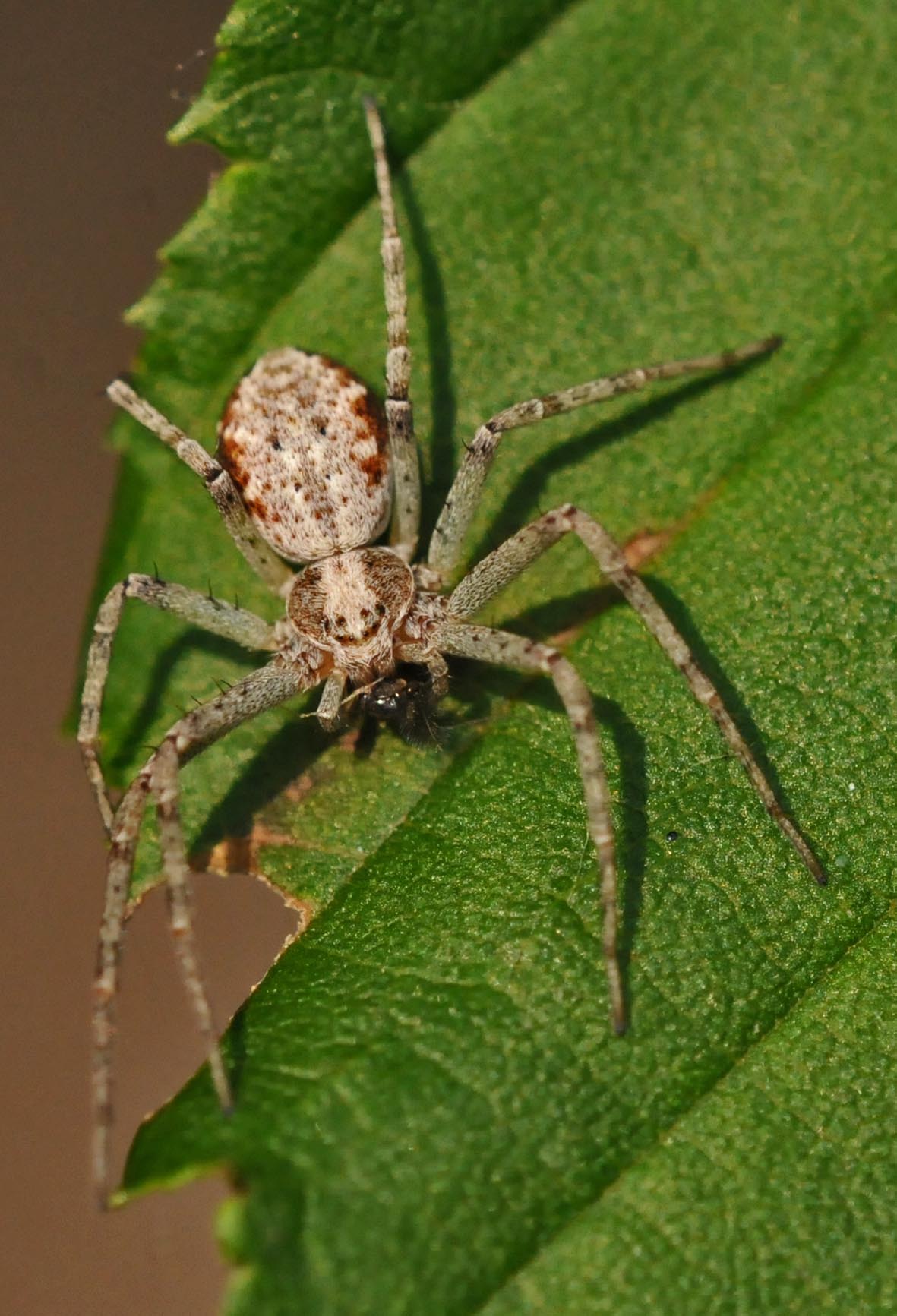 Philodromus sp.