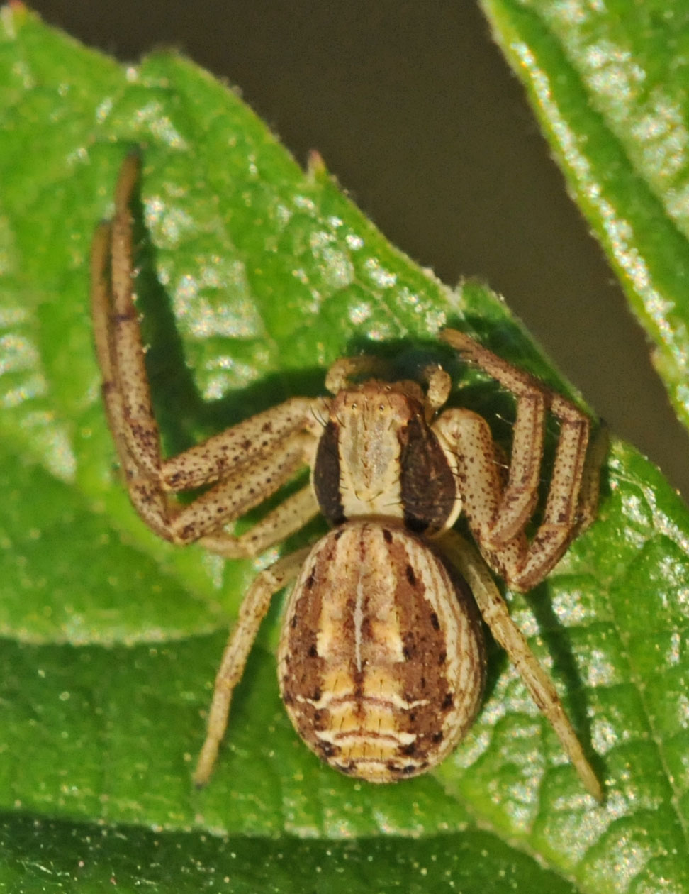 Xysticus sp.