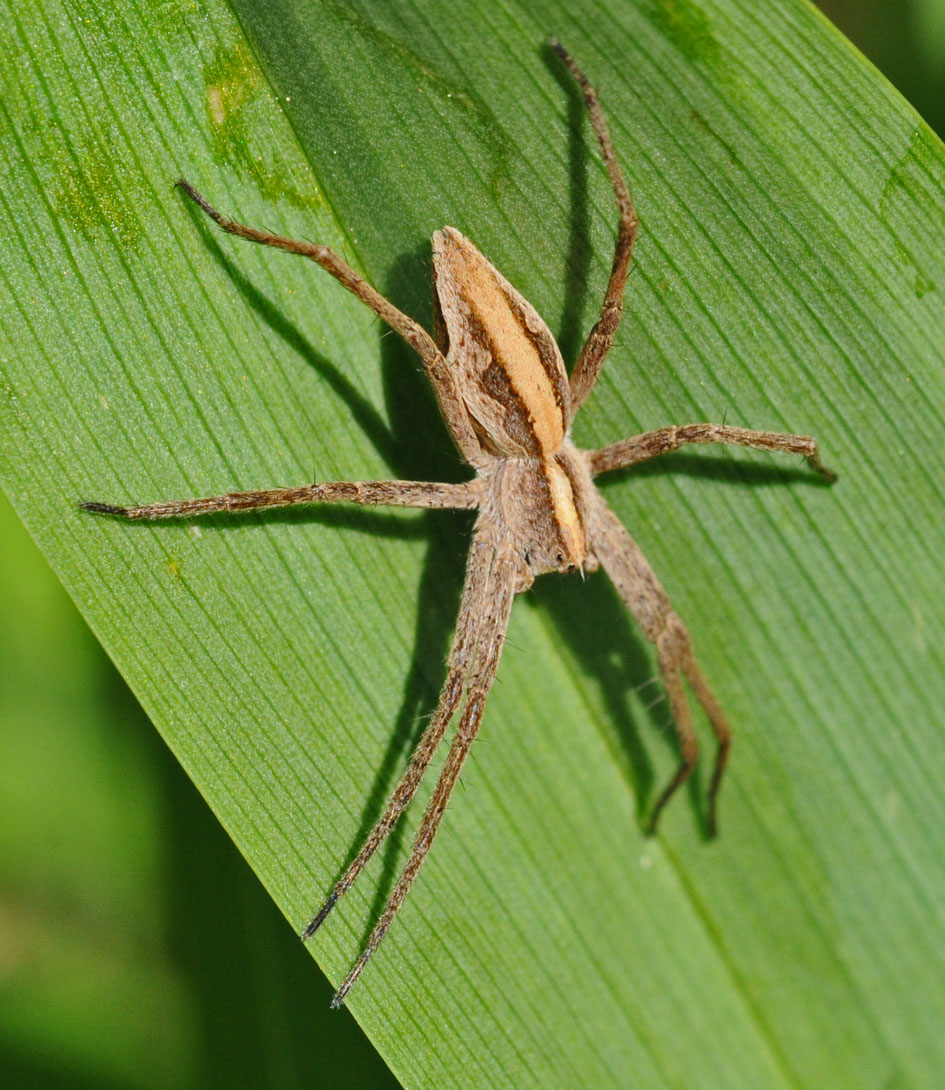 Pisaura sp.