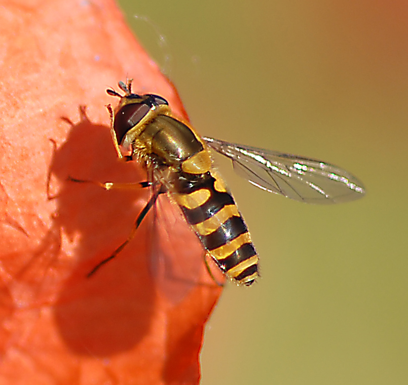 Quale syrphidae?