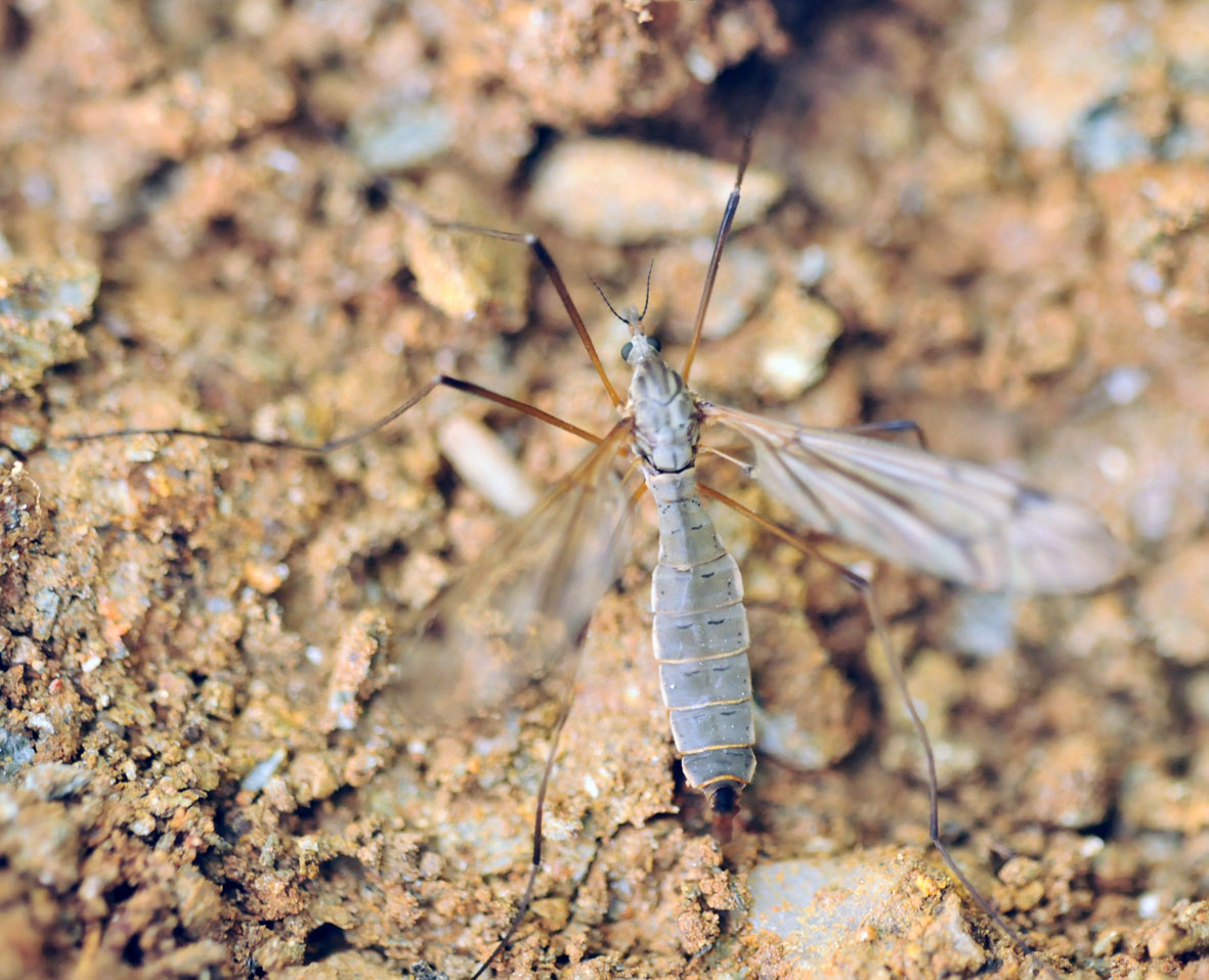 Identificazione Tipula