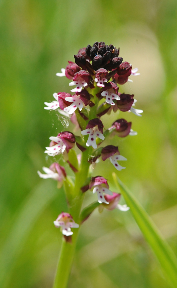 Neotinea xdietrichiana (N.tridentata x N.ustulata)