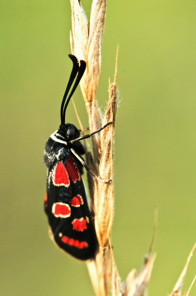 Zygaena carniolica?