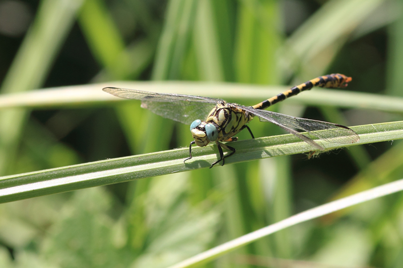 ID onychogomphus forcipatus?