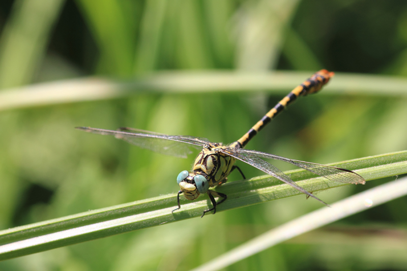 ID onychogomphus forcipatus?