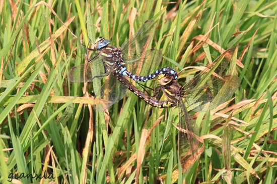 Aeshna cianea in volo e Aeshna juncea in accoppiamento