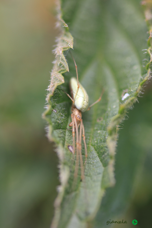 Tetragnatha sp.