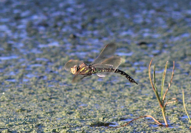 Aeshna cianea in volo e Aeshna juncea in accoppiamento