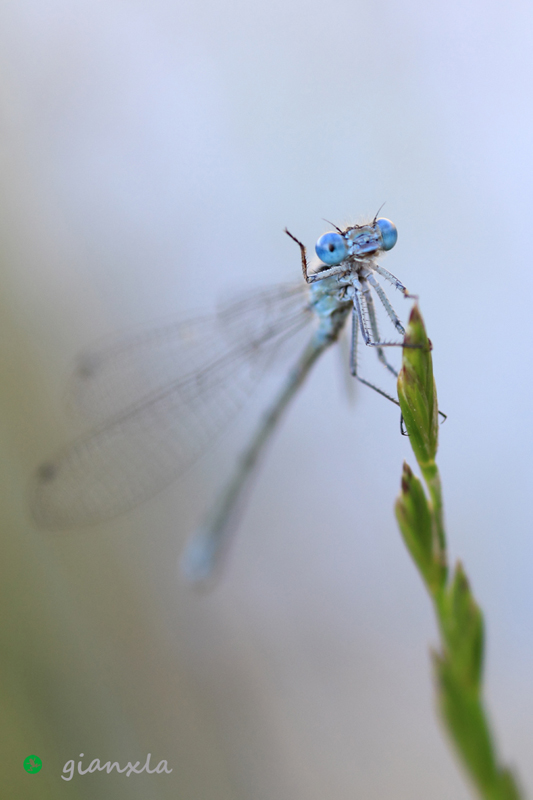 coenagrion puella?