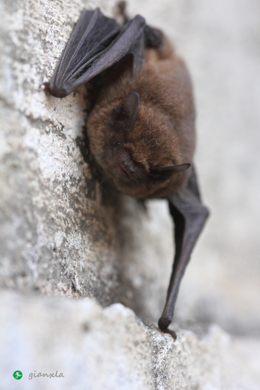 Pipistrellus sp.