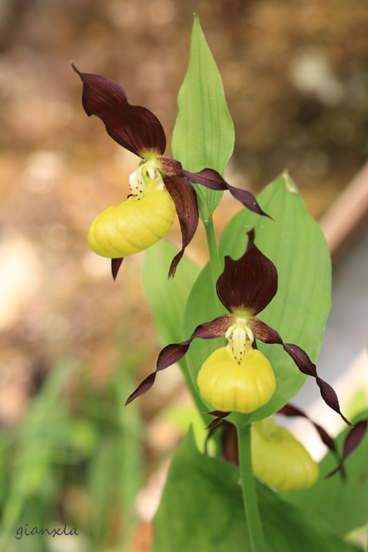 Cypripedium calceolus