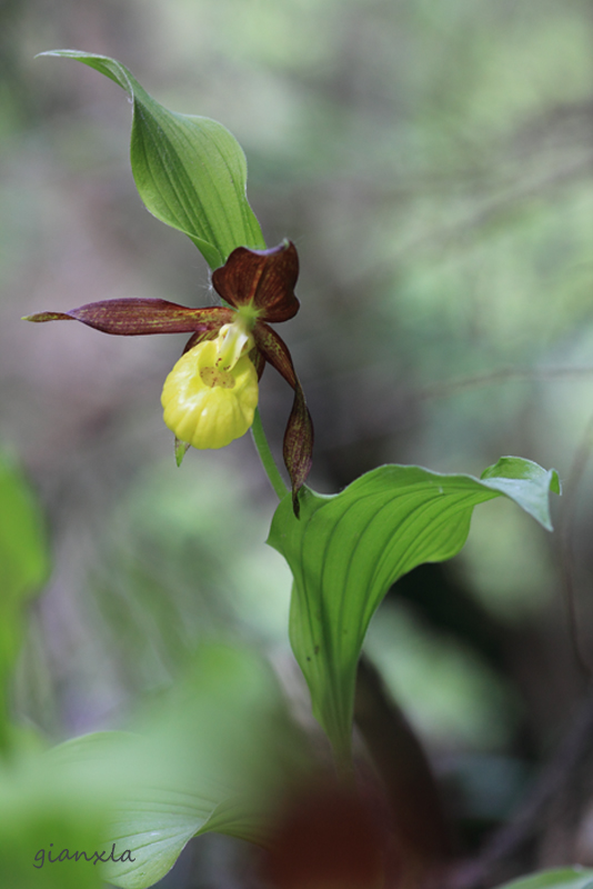 Cypripedium calceolus