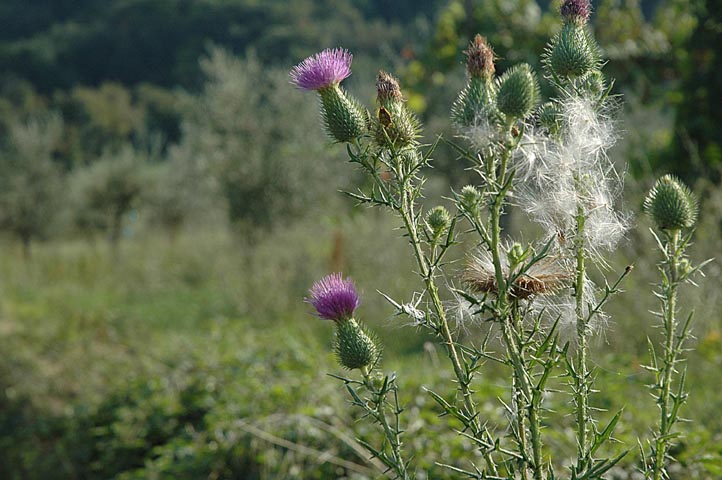 Cirsium vulgare