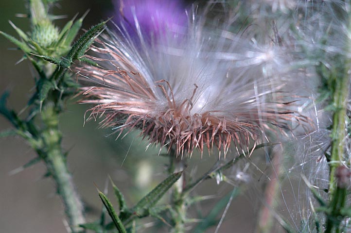 Cirsium vulgare