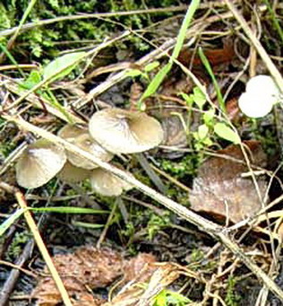 Ritrovamenti del 26.10.2010.bosco di Quercia