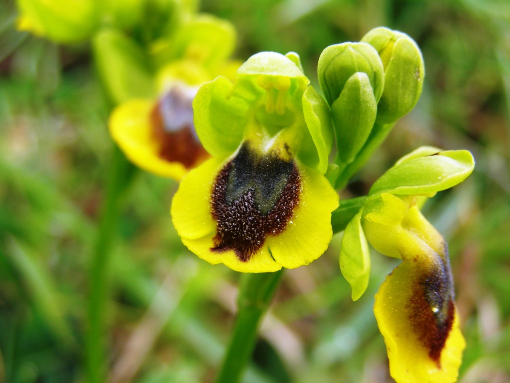 Orchidee da determinare: Ophrys lutea e A. papilionacea