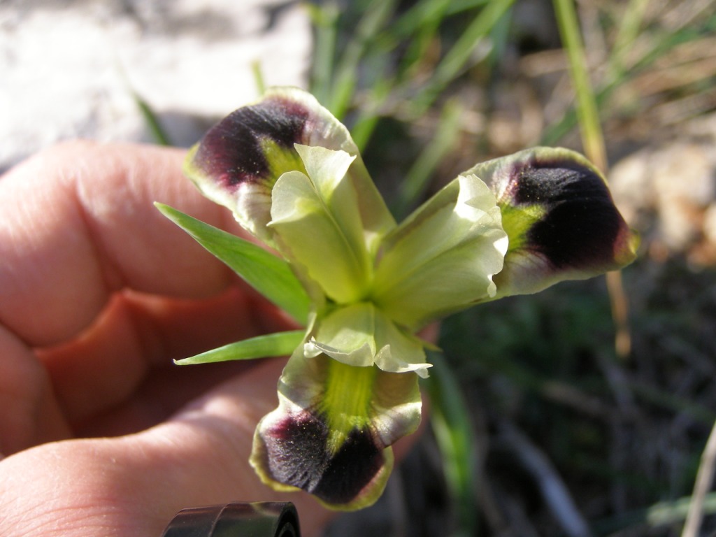 Orchidee da determinare: Ophrys lutea e A. papilionacea