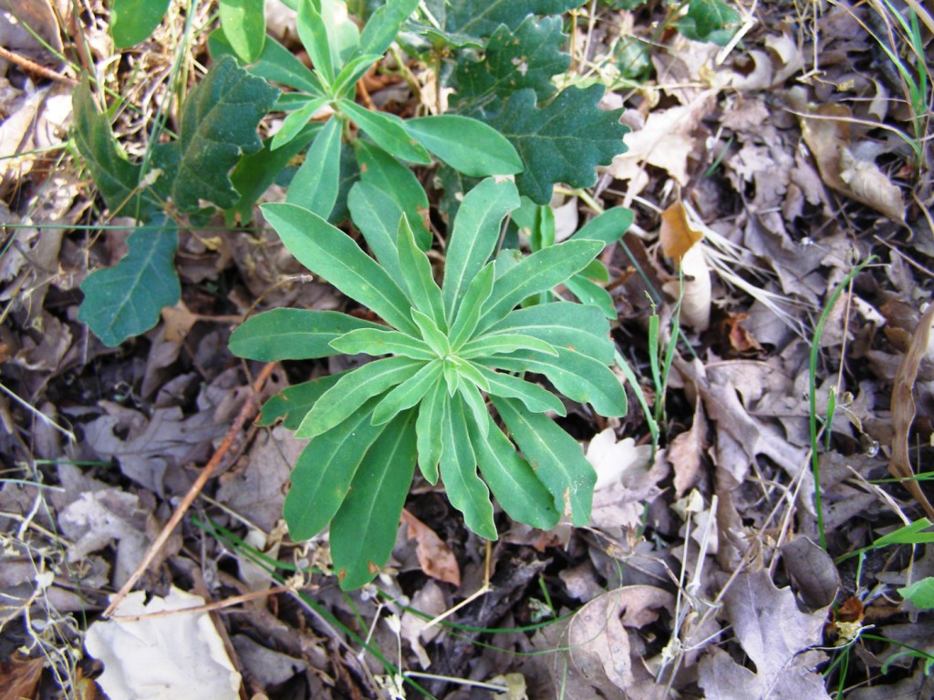 Euphorbia amygdaloides