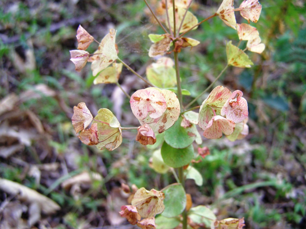 Euphorbia amygdaloides