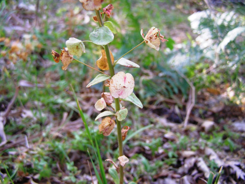 Euphorbia amygdaloides